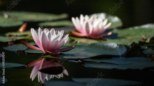 water lillies - Seerosen