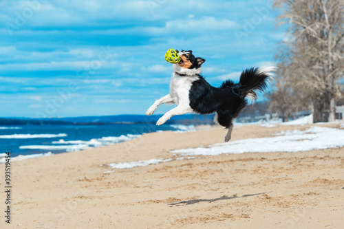 Trained obedient dog mix boarder collie and silks high for ball on sandy beach in early spring The obedient dog plays with the toy and highs up into the sky trick