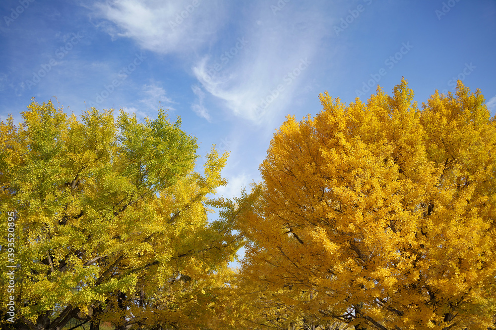 Fototapeta premium イチョウ並木のクローズアップ【Close-up of ginkgo trees】