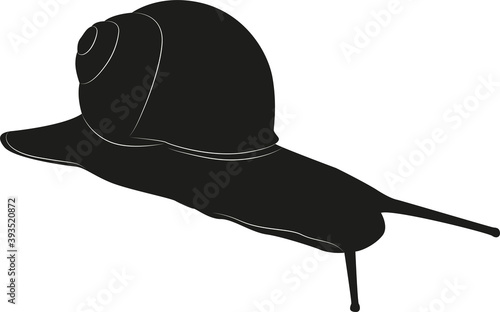 Snail isolated on a white background. Vector black silhouette