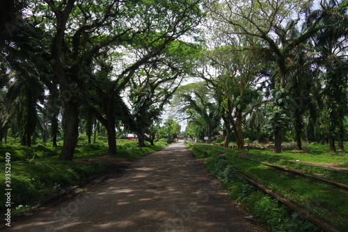 Beautiful view of forest in a village in North Sumatera  Indonesia