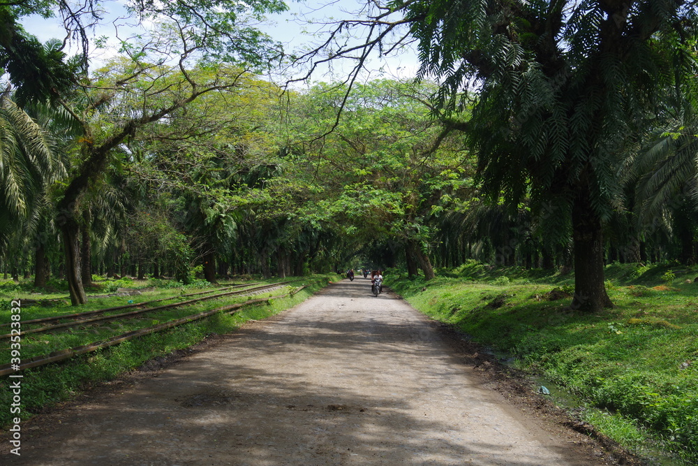 Beautiful view of forest in a village in North Sumatera, Indonesia