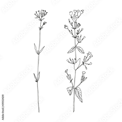 Vector flowers isolated black. Realistic hand drawn flower illustration set on white background.