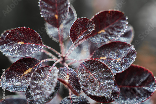 Beautiful red leaves of a bush in drops of dew and ice close-up, abstract natural background and texture