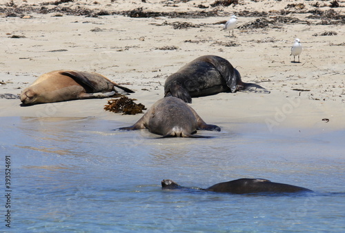 Australian Sea lions having a rest on Shoalwater Islands Marine 