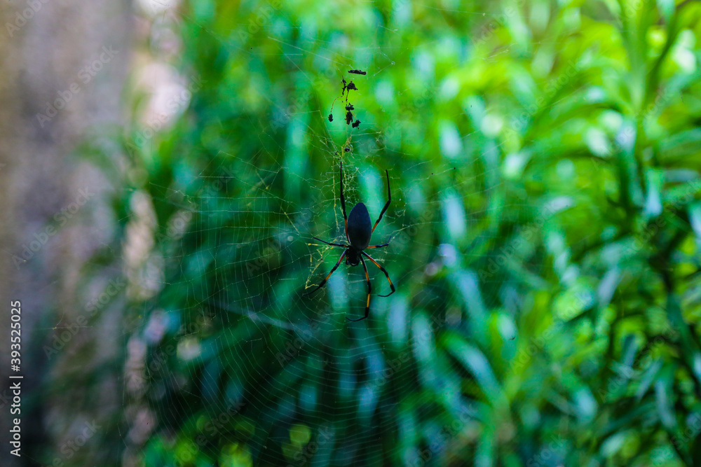 Fototapeta premium Spider Nephila inaurata on Reunion Island hanging on its web