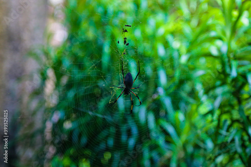 Spider Nephila inaurata on Reunion Island hanging on its web © JeanLuc Ichard