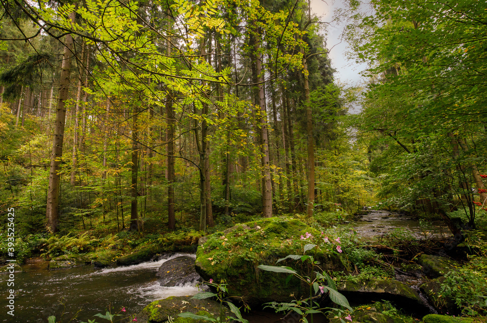 Wald farbig wandern Bachlauf sonne Wald farbig wandern Bachlauf sonne