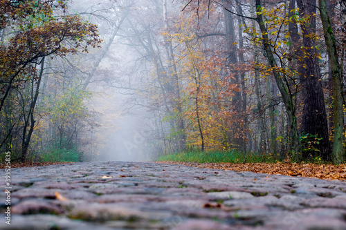 Old stone paved road leading to Palmiry Memorial Museum, Kampinos National Park, Poland. Thick fog is covering the area and brings mystical mood to the picture.