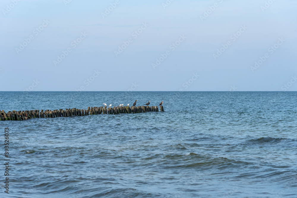 Panorama of the blue Baltic sea with blue sky and seagulls.