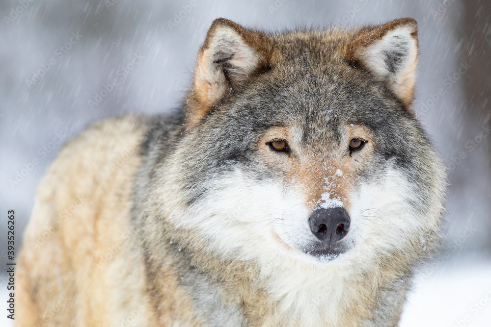 Close-up portrait of a beautiful wolf in the cold winter Close-up portrait of a beautiful wolf in the cold winter