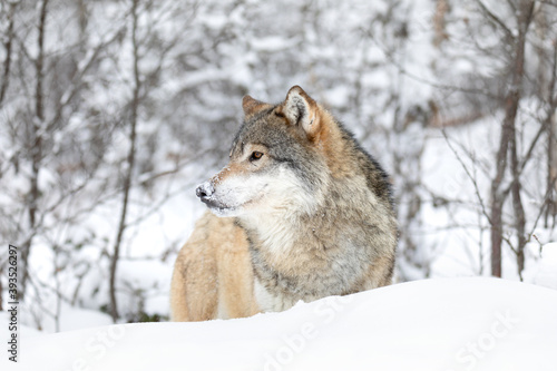 One wolf standing in beautiful snow covered winter forest © kjekol
