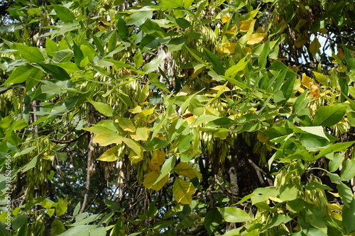 Yellow and green leafage of Fraxinus pennsylvanica in mid September photo