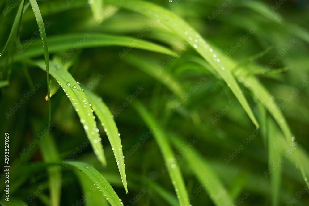 Meadow grass and weeds, dew and raindrops sparkling in the sun. Close-up, blurred background. Meadow grass and weeds, dew and raindrops sparkling in the sun. Close-up, blurred background.