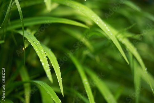 Meadow grass and weeds, dew and raindrops sparkling in the sun. Close-up, blurred background.
