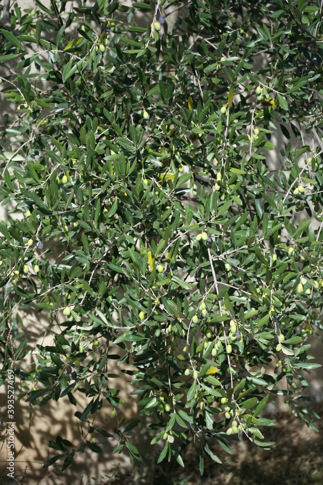 Olive Olive