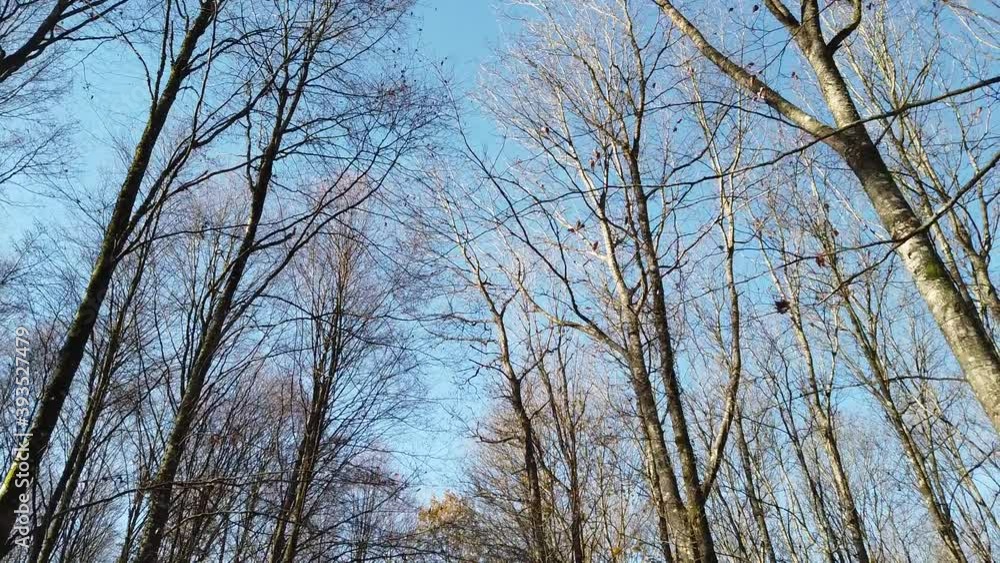 Bois foret automne automnal chêne ciel Bois foret automne automnal chêne ciel