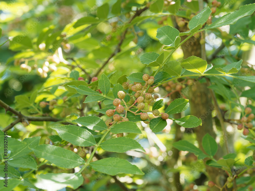 Japanisches Gelbholz oder Szechuanpfeffer (zanthoxylum bungeanum) mit unreife grünlich-gelbe Früchte zwischen Blättern mit aromatish duftenden