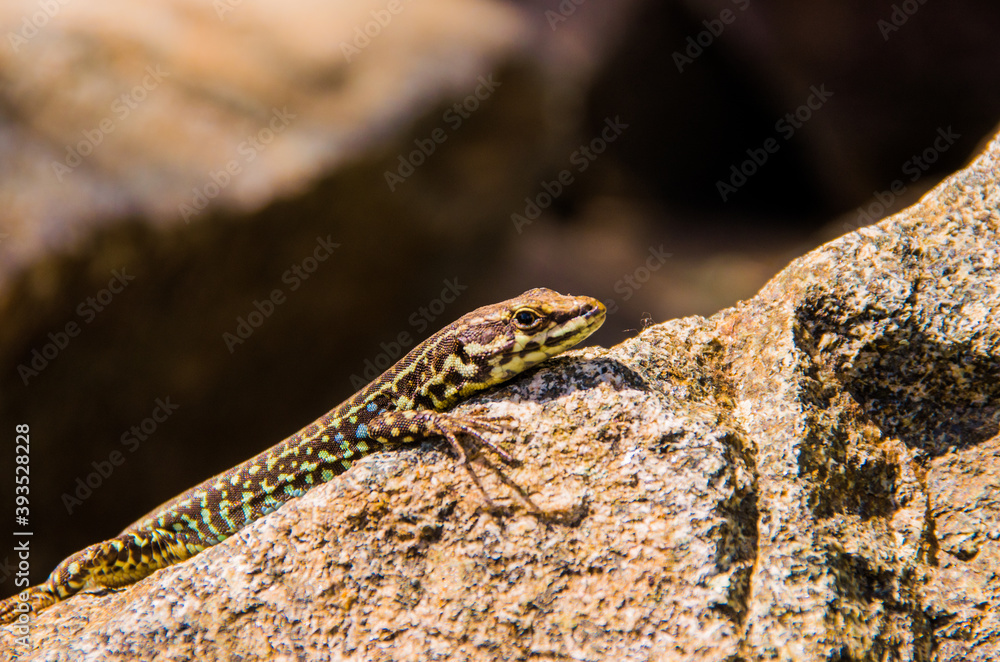 Lizard on granite stone in sunlight Lizard on granite stone in sunlight