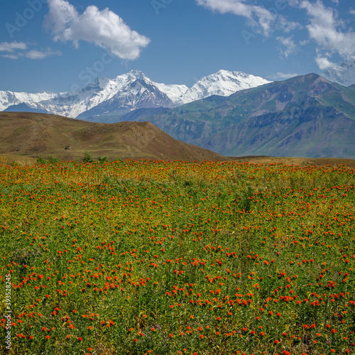 View of snow-capped Ismail Somoni Peak formerly Stalin Peak and Communism Peak, highest mountain in Tajikistan seen from the Trans-Alay valley in Kyrgyzstan with orange flowers in the foreground