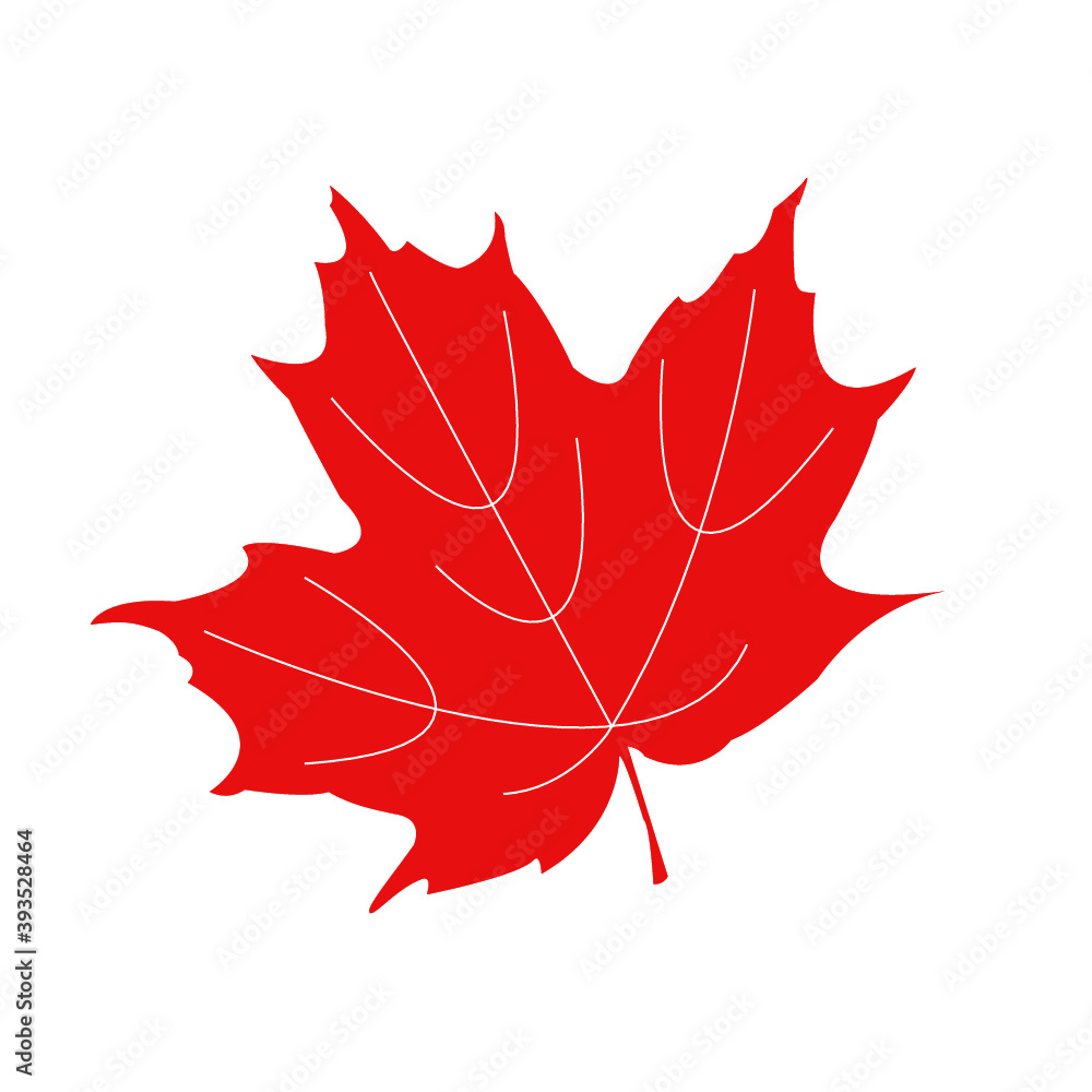 Fototapeta premium Maple leaf