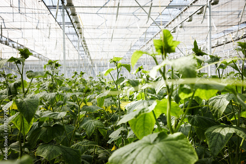 Cucumber growing in a nursery garden
 photo