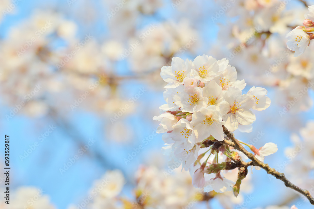桜 桜