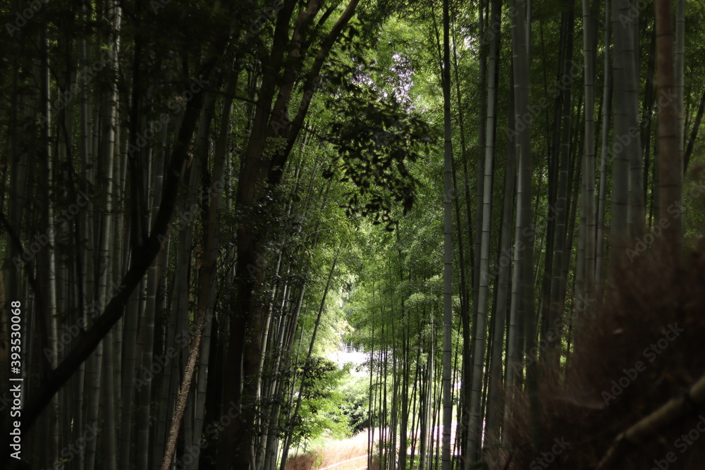 Obraz premium 竹林