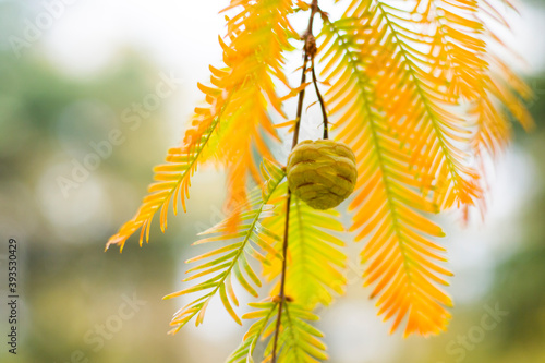 Metasequoia glyptostroboides tree, autumn and fall tree close-up in Tsinandali photo