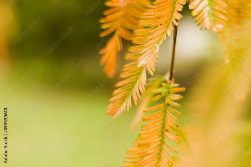 Metasequoia glyptostroboides tree, autumn and fall tree close-up in Tsinandali