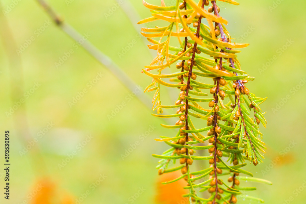 Naklejka premium Metasequoia glyptostroboides tree, autumn and fall tree close-up in Tsinandali