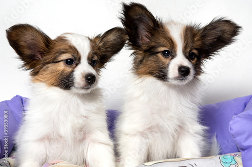 Two cute Papillon puppies sit on an animal pillow and look at the camera