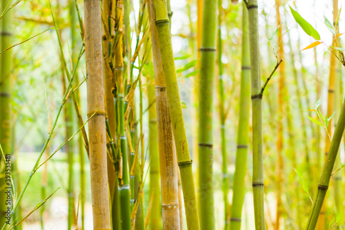 Bamboo forest background and view  landscape of green bamboo wild