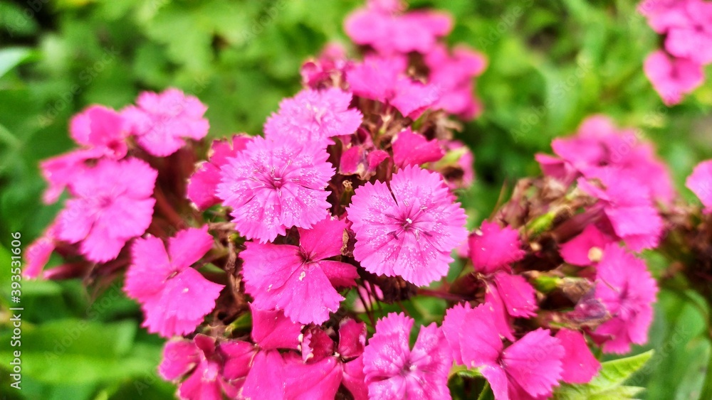 pink flowers in the garden pink flowers in the garden