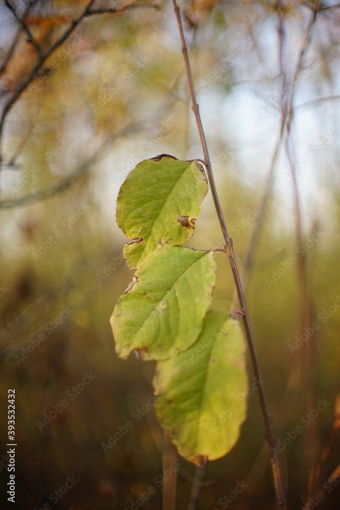 Three green leaves hang on a branch in autumnal forest. Three green leaves hang on a branch in autumnal forest.