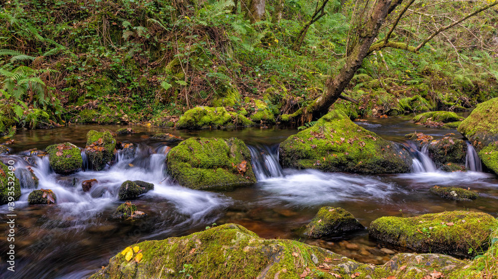 small creek running through thick and dense forest with moss covered rocks small creek running through thick and dense forest with moss covered rocks