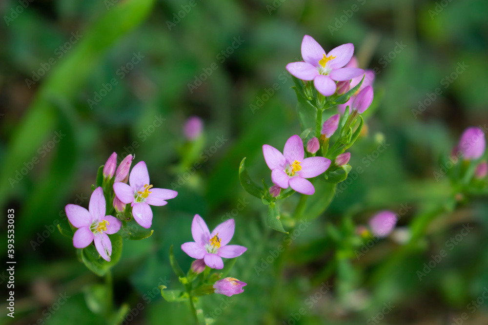 Beautiful Little Wild Pink Flowers