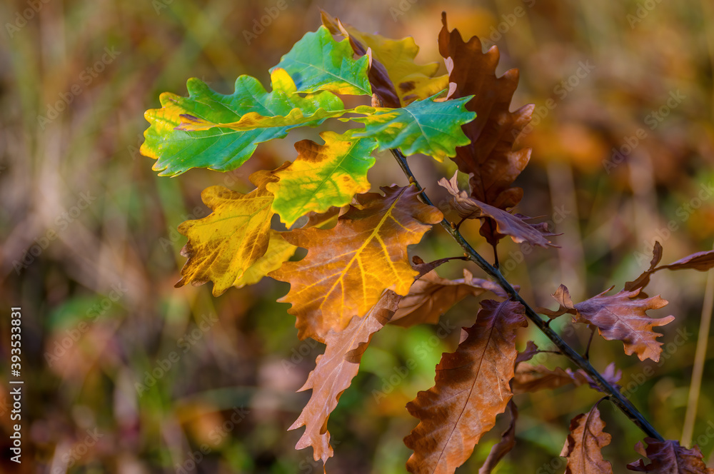 beautiful colorful autumn leaves in fine weather beautiful colorful autumn leaves in fine weather