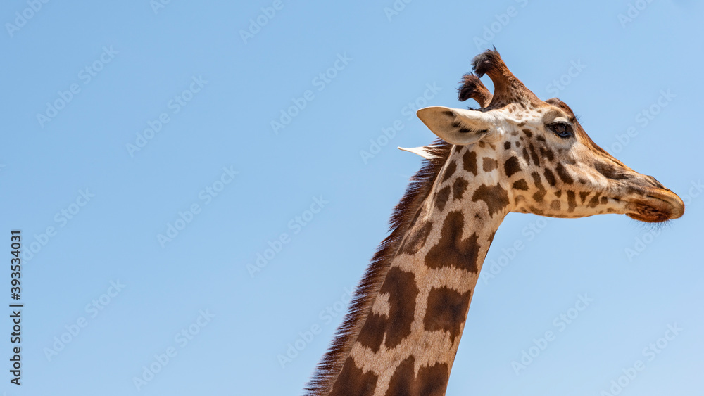 Animals from the Fasano safari zoo. Puglia Animals from the Fasano safari zoo. Puglia