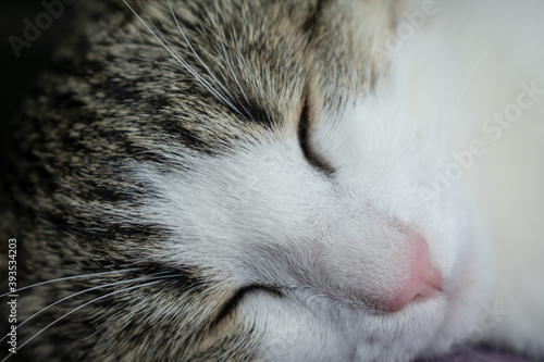 Close-up with a garland. The face of a white cat with closed eyes.