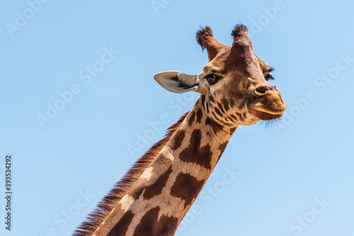 Animals from the Fasano safari zoo. Puglia