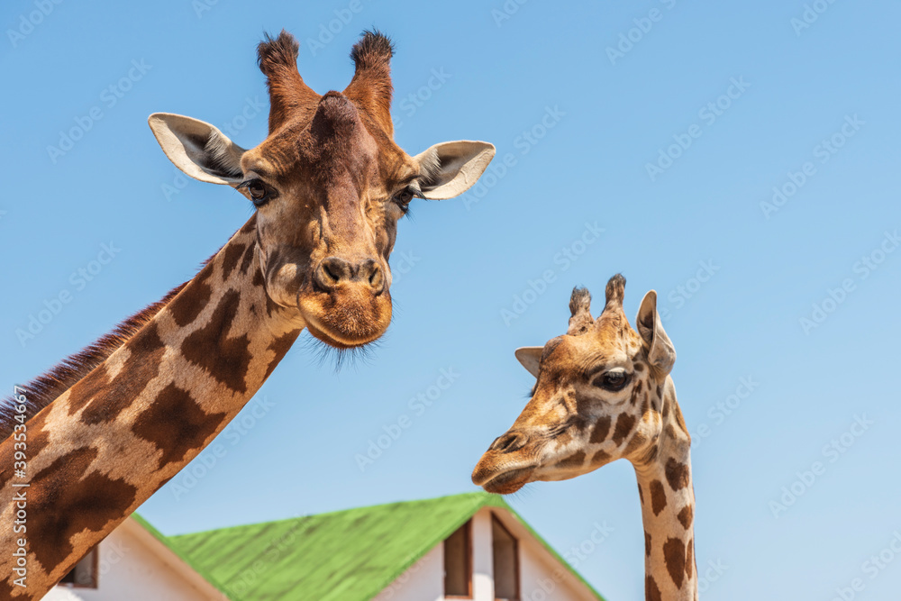 Animals from the Fasano safari zoo. Puglia Animals from the Fasano safari zoo. Puglia