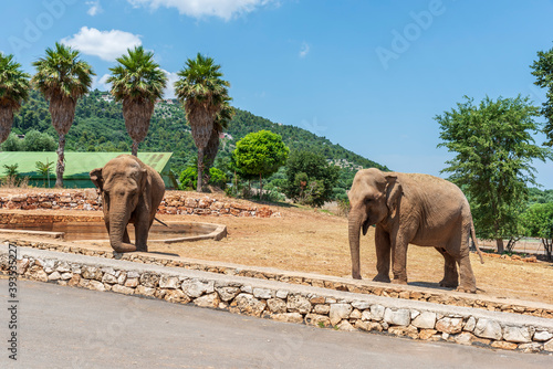 Animals from the Fasano safari zoo. Puglia