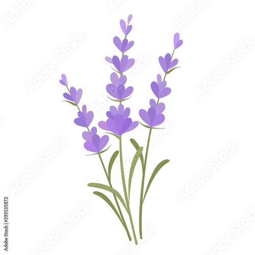 Bunch of lavender flowers. Vector illustration.