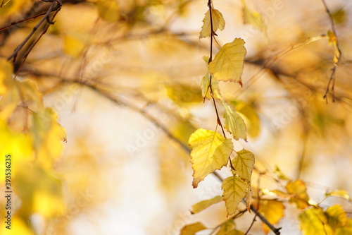 Lovely ellow birch tree leaves on the branches in autumn park