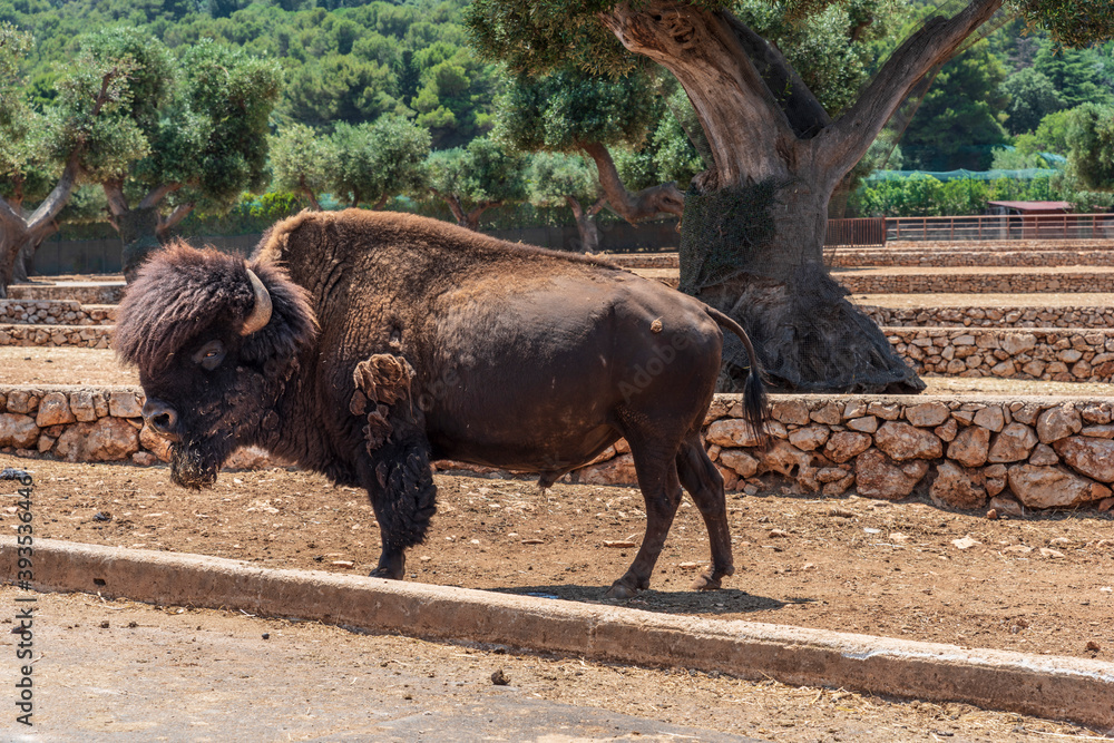 Animals from the Fasano safari zoo. Puglia Animals from the Fasano safari zoo. Puglia