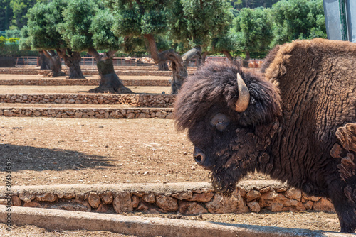 Animals from the Fasano safari zoo. Puglia photo