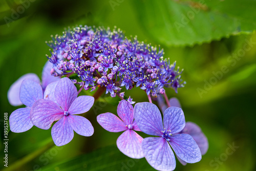 Wallpaper Mural 満開のガクアジサイ Torontodigital.ca