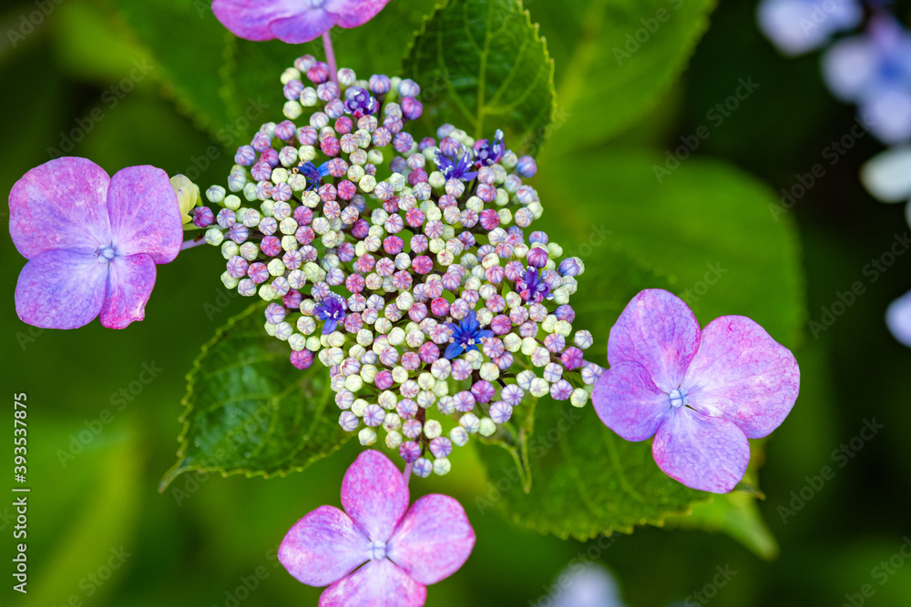 ガクアジサイの蕾