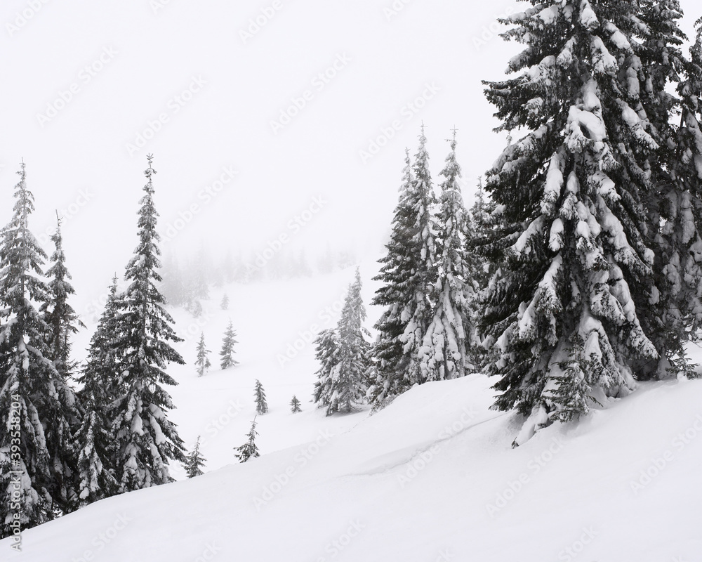 Fototapeta premium Trees covered with snow on a mountain slope.